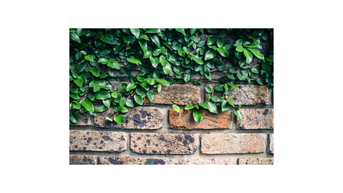 From Cracks to Stability: Everything You Need to Know About Garden Wall Repairs